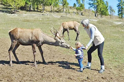 Micuţii se dau în vânt după cerbi şi ciute