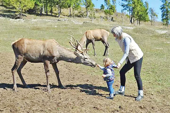 Micuţii se dau în vânt  după cerbi şi ciute