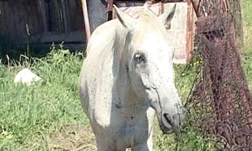 6 act 5 cal jpeg