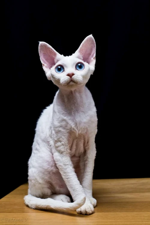 Salonul Internațional Felin SofistiCAT (5) jpeg