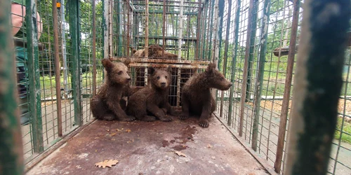 ursoaica darmanesti jpg