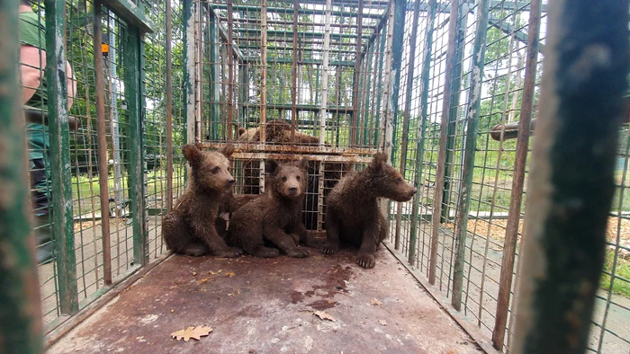 O ursoaică și cei trei pui ai ei au ajuns la Sanctuarul Libearty FOTO Milioane de Prieteni