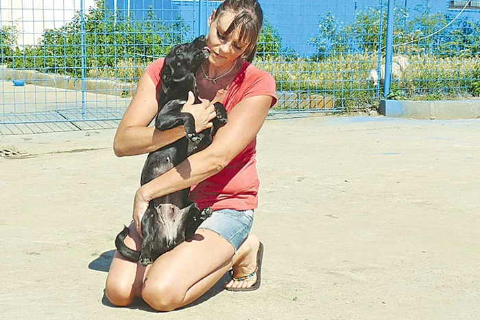 În jur de 150.000 de câini aşteaptă să ajungă în casele sau în curţile dumneavoastră (Fotografii: Reuters / Click!)