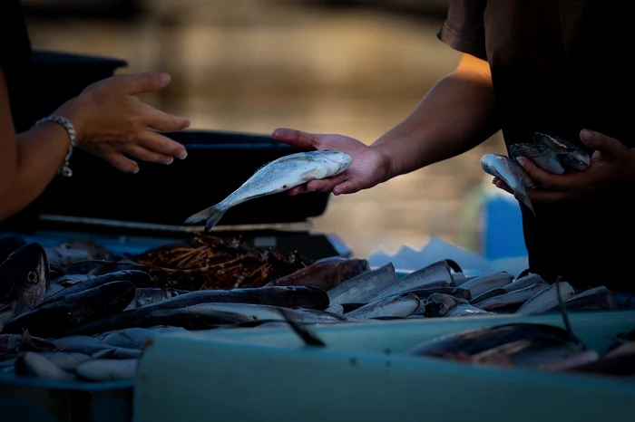 Macroul, desemnat de OMS cel mai sănătos pește / foto: Pixabay