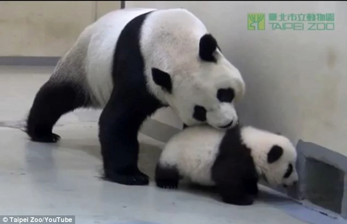 
    Puiul de panda nu vrea la culcare  