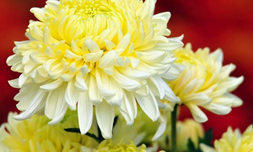 1 78377 original jpg jpeg