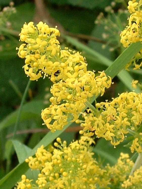 
    Ceaiul din flori de sânziene are efecte detoxifiante  