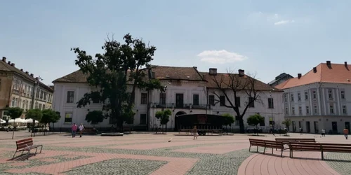 Stejarul din Piaţa Libertăţii FOTO Ş.Both