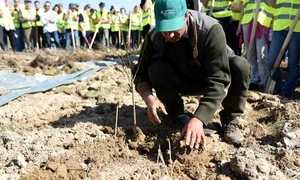 plantare padurea de maine   dumbravita jpeg