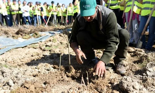 plantare padurea de maine   dumbravita jpeg