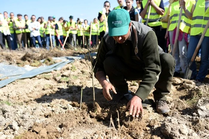 
    Ministerul Mediului  a anunțat că din 21 martie va începe marea împădurire. Vor fi plantați 50 de milioane de copaciFOTO: Click!  