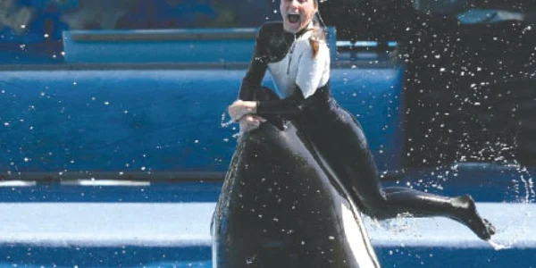 Dawn Brancheau, la un show acvatic 
