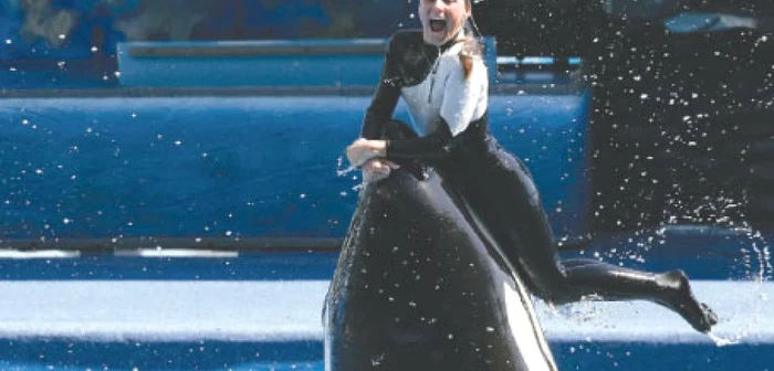 Dawn Brancheau, la un show acvatic