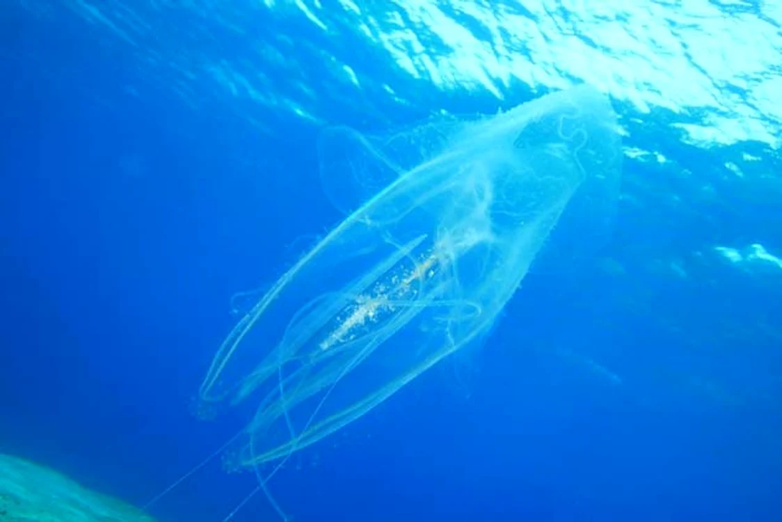 Cele mai periculoase animale din lume: Viespea de mare omoară în 2 minute un om 