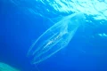 Cele mai periculoase animale din lume: Viespea de mare omoară în 2 minute un om  jpeg