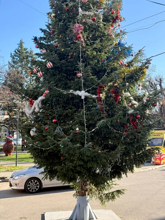 Bradul plantat de frații Dumitrașcu în urmă cu 25 ani a ajuns pom de Crăciun FOTO: M. Dumitrașcu 