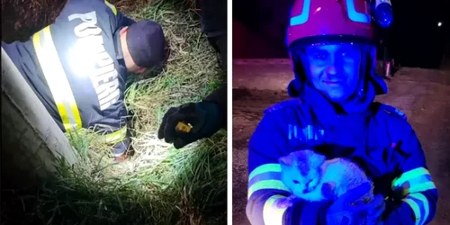 pisica salvata cluj foto Turda News