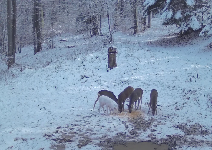 Căprioara albă, în Parcul Natural Bucegi. FOTO Obancea Cătalin, Parcul Natural Bucegi