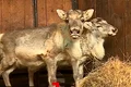 reni zoo png