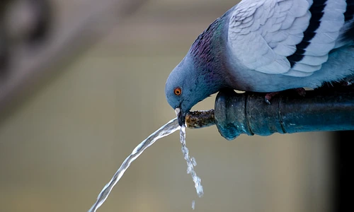 1 animal bird dove drink preview jpg jpeg