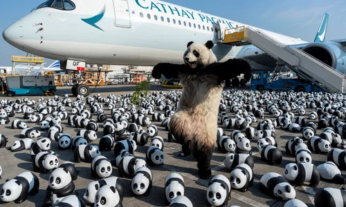 ursi panda hong kong profimedia jpg