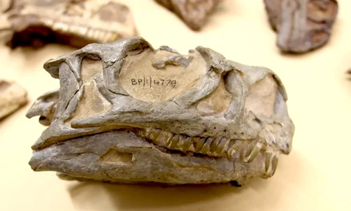 O specie necunoscută de dinozaur, descoperită într un    muzeu jpeg