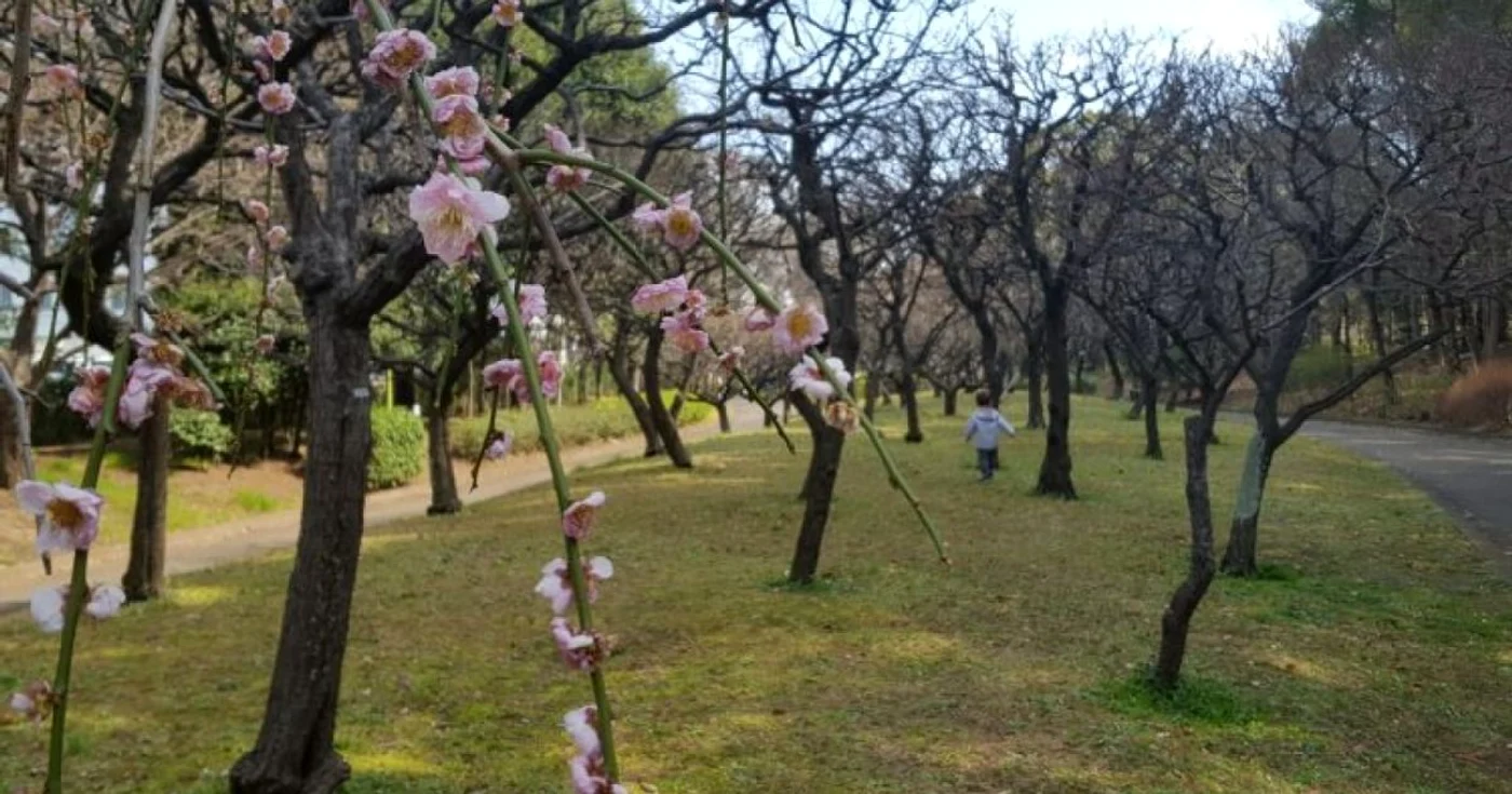 Cireşii înfloresc într-unul din cele mai curate oraşe din lume Tokyo - Japonia Foto Arhiva personală Alexandra Lopotaru