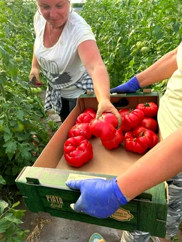 Legume produse sub brandul „Nu oricum”. FOTO Facebook