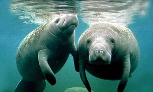 familie lamantini jpeg