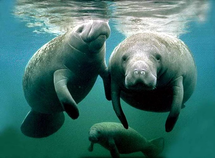 
    Lamantinii sunt animale acvatice pe care de dispariție  