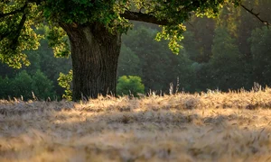 tree 6476331 1280 jpg