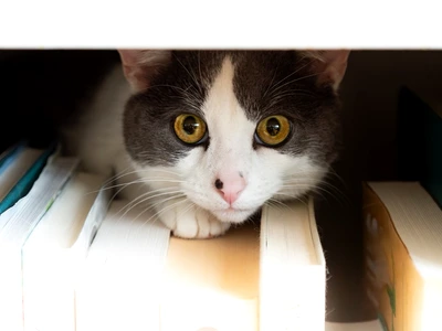 54 55 shutterstock 2443472203 jpg