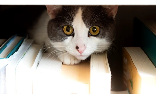 54 55 shutterstock 2443472203 jpg