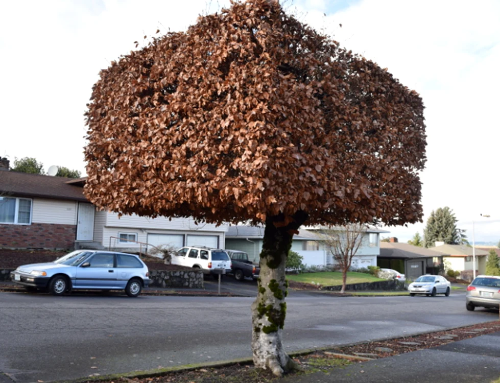 Tehnica după care vor fi toaletați arborii FOTO: Primăria Sibiu