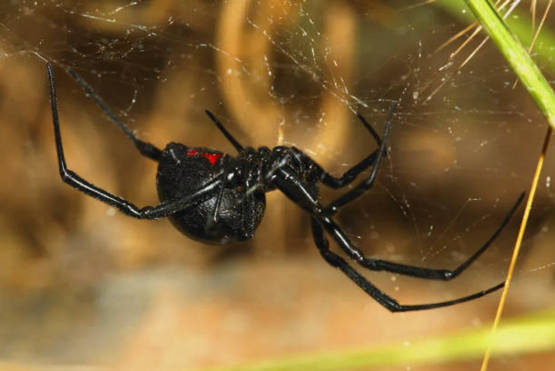 vaduva neagra jpg