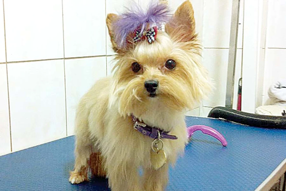 Chow-chow-ul a  fost tuns scurt pe  corp, mai puţin  pe lăbuţe, care au  rămas încălţate