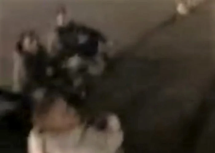 Câţiva tineri veniţi să protesteze au fost puşi pe petrecere                                         FOTO: Facebook
