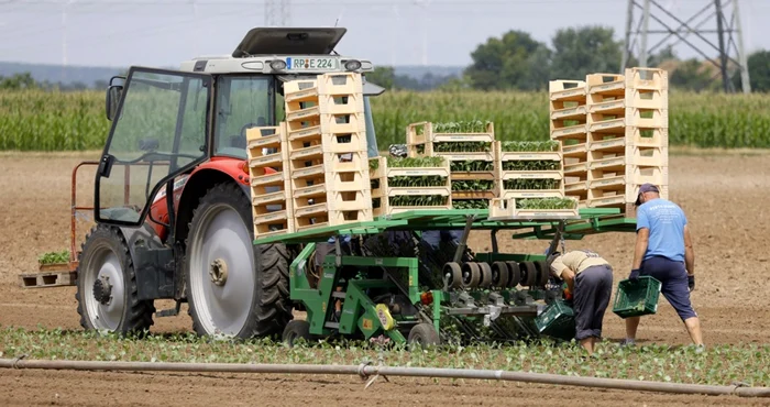 Suferința invizibilă a muncitorilor din fermele de legume ecologice din Germania - Foto EPA