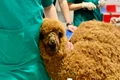 alpaca (1) jpg