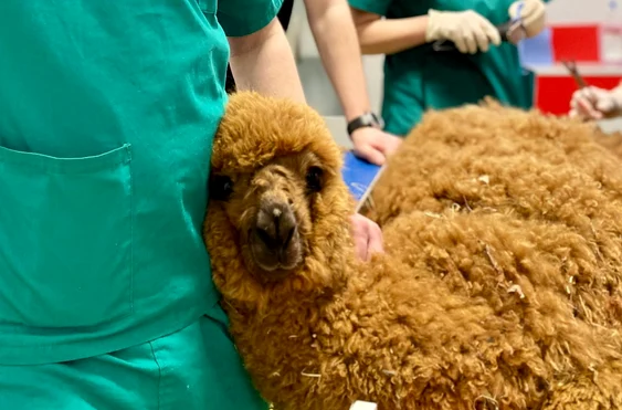 Oro, puiul de alpaca operat la Iași. Fotografii: Facebook