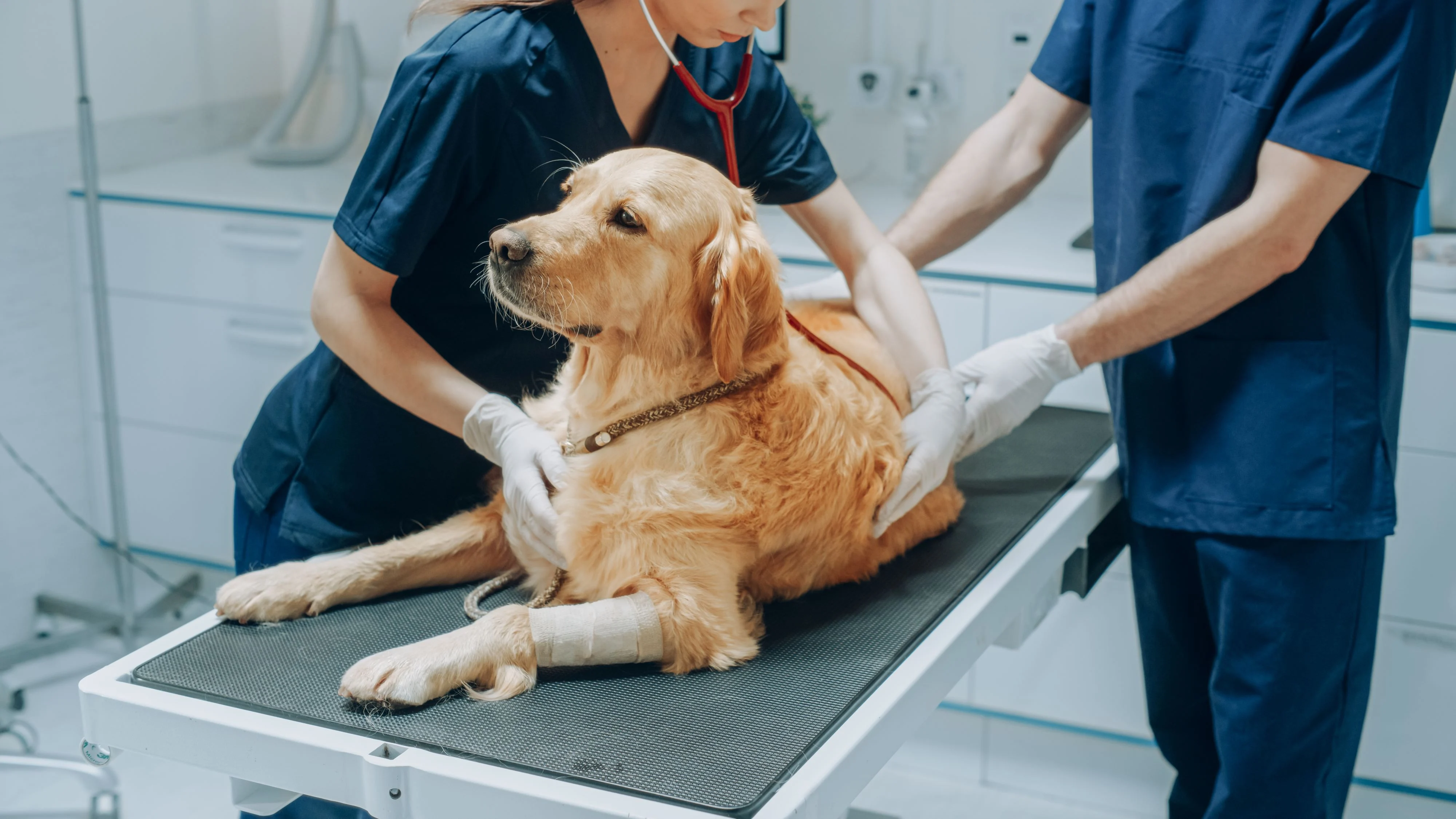 Mesajul viral al unui veterinar român despre traumele meseriei: „Profesia asta ne ucide! Avem la îndemână instrumentele propriei distrugeri”