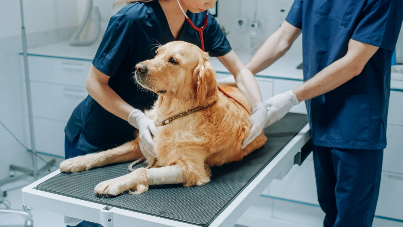 Veterinar: Vitaminele pot face diferența pentru sănătatea câinelui. FOTO: Shutterstock 