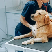 Medic veterinar - câine FOTO Shutterstock