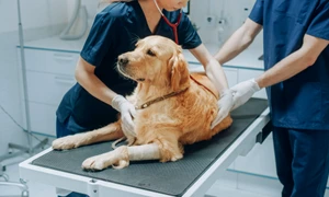 Medic veterinar - câine FOTO Shutterstock 