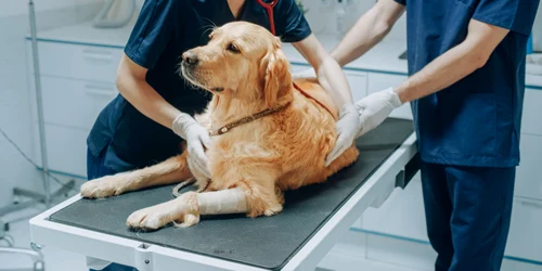 Medic veterinar - câine FOTO Shutterstock 