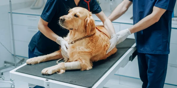Medic veterinar - câine FOTO Shutterstock 