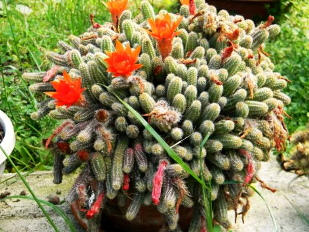 Cactus 