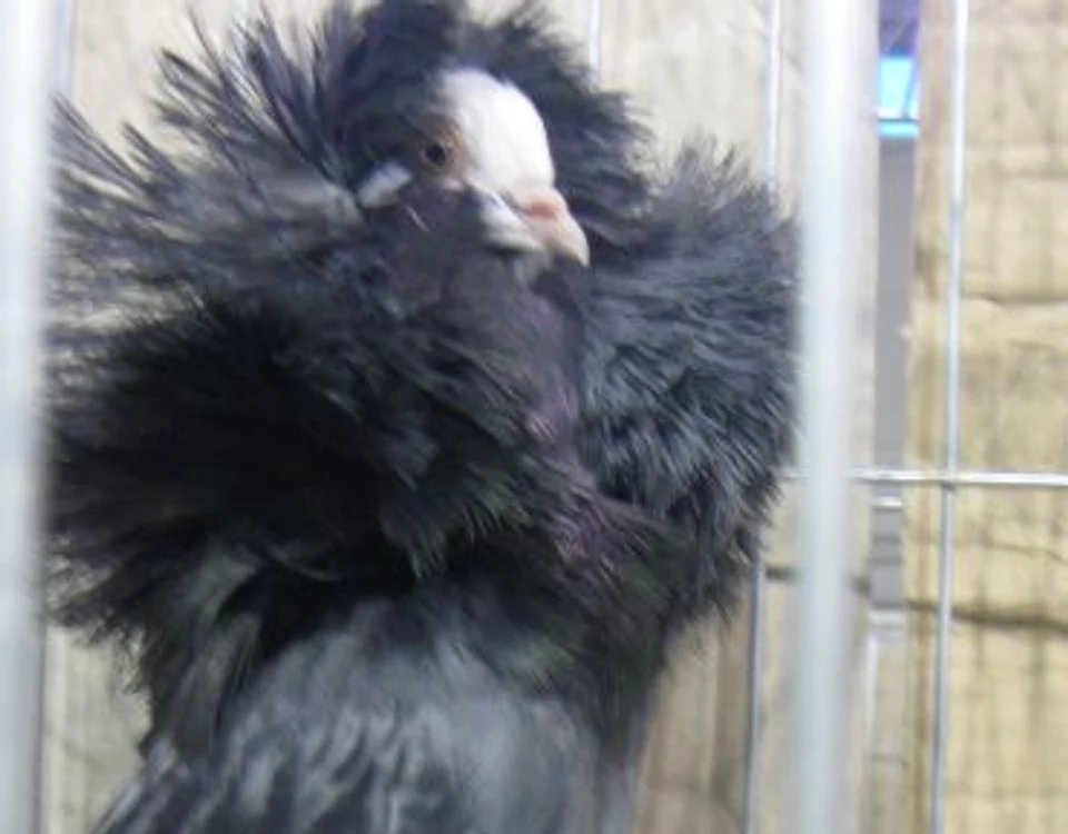 
    Asociaţia „Fauna Banatului” a organizat ediţia cu numărul 102 a expoziţiei.  