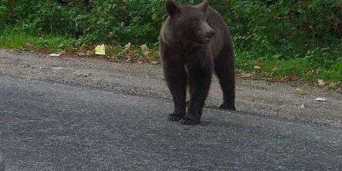 Un pădurar a fost atacat de urs foto:arhivă