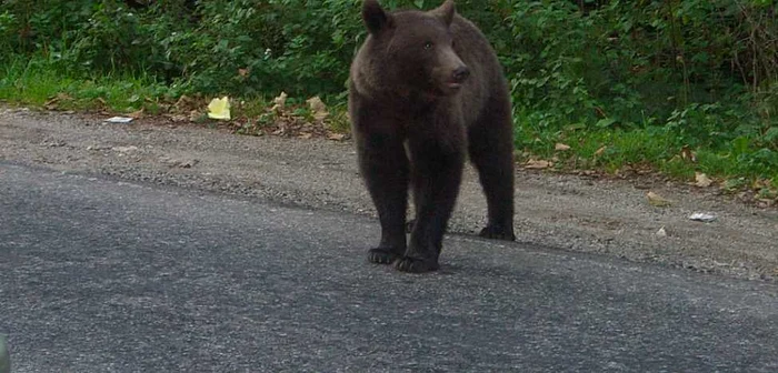 Un pădurar a fost atacat de urs foto:arhivă